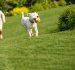 Safe, Clean & Fun: Why K9 Turf is Perfect for Playgrounds