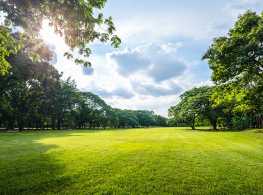 Beautiful morning light in public park with green grass field and green fresh tree plant at Vachirabenjatas Park Bangkok, Thailand