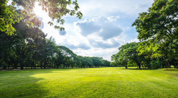 Beautiful morning light in public park with green grass field and green fresh tree plant at Vachirabenjatas Park Bangkok, Thailand