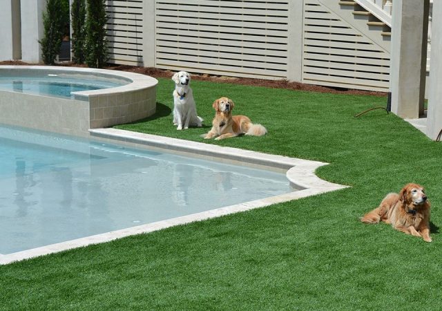 3-chilled-dogs-around-pool-960x750-1