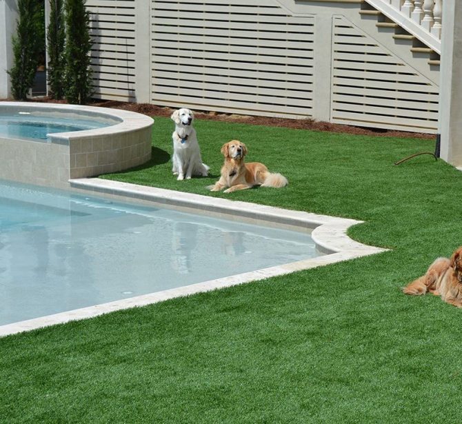 3-chilled-dogs-around-pool-960x750-1