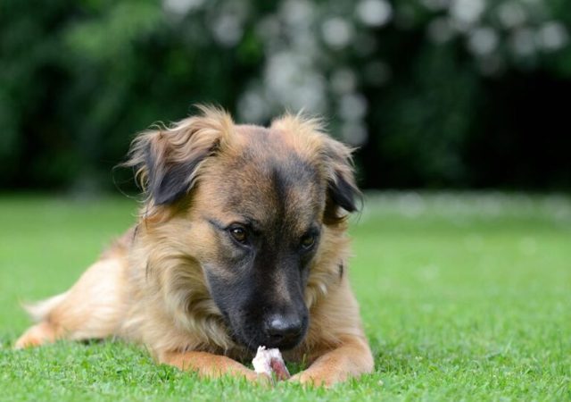 artificial-turf-for-dogs-960x750-1-768x600