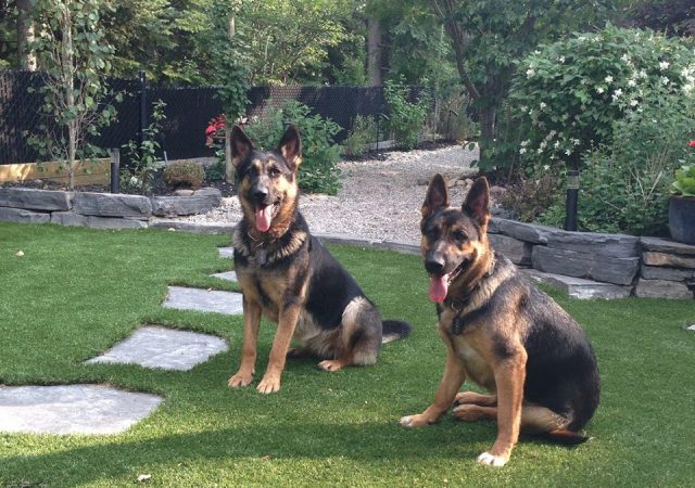 german-shepards-on-artificial-grass-960x750-1