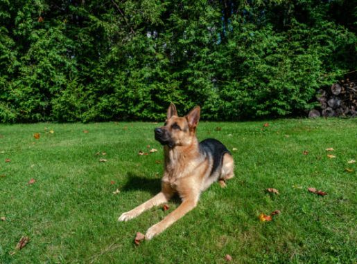 German shepherd dog, training activities