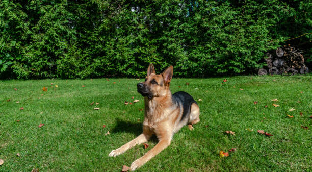 German shepherd dog, training activities
