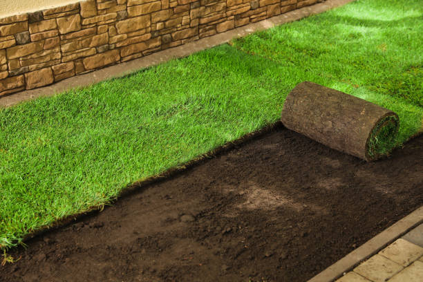 sod-ban.jpg