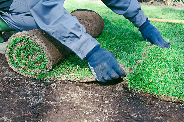 Manual worker puts roll of grass on the ground and attaches it another roll. He is making a new lawn quickly.