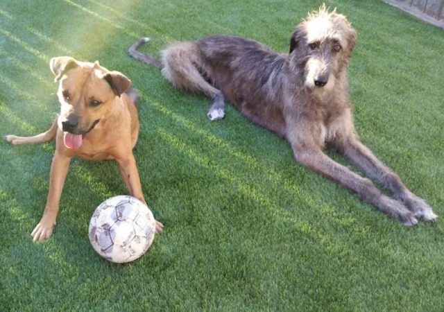 two-dogs-on-k9-turf-960x750-1